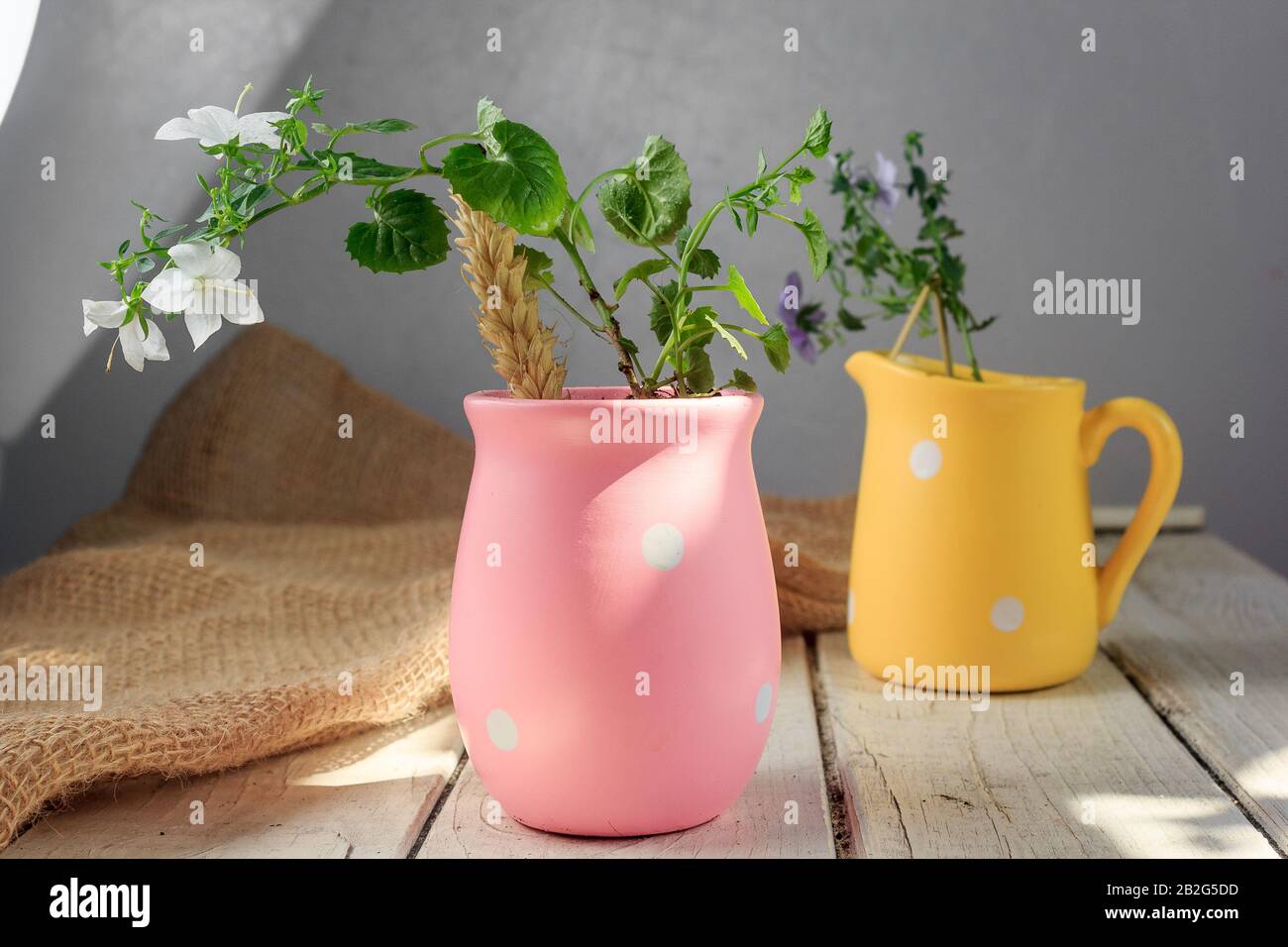 Bianco campanula isophylla in vaso rosa su tavola bianca in legno. Foto Stock