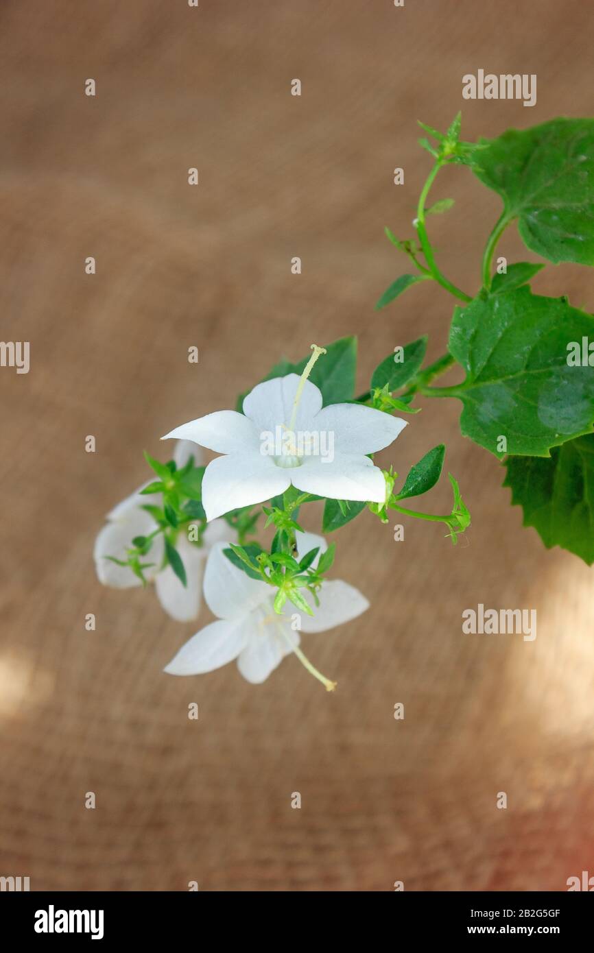 bianco campanula isophylla fiore su sfondo brawn. Foto Stock