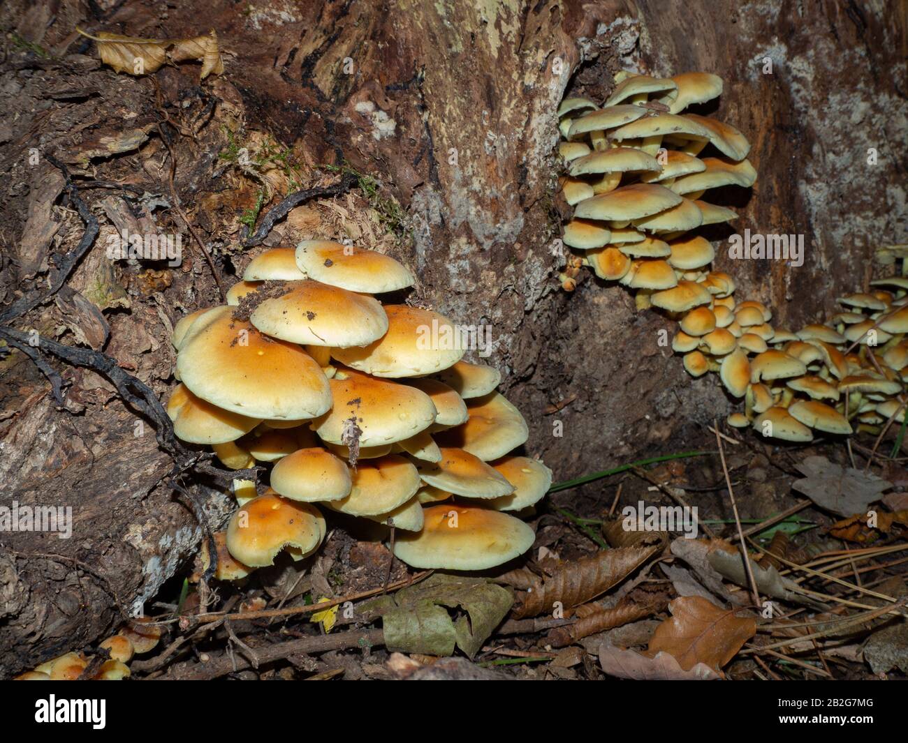 Gruppo di armillaria su un vecchio ceppo di legno Foto Stock