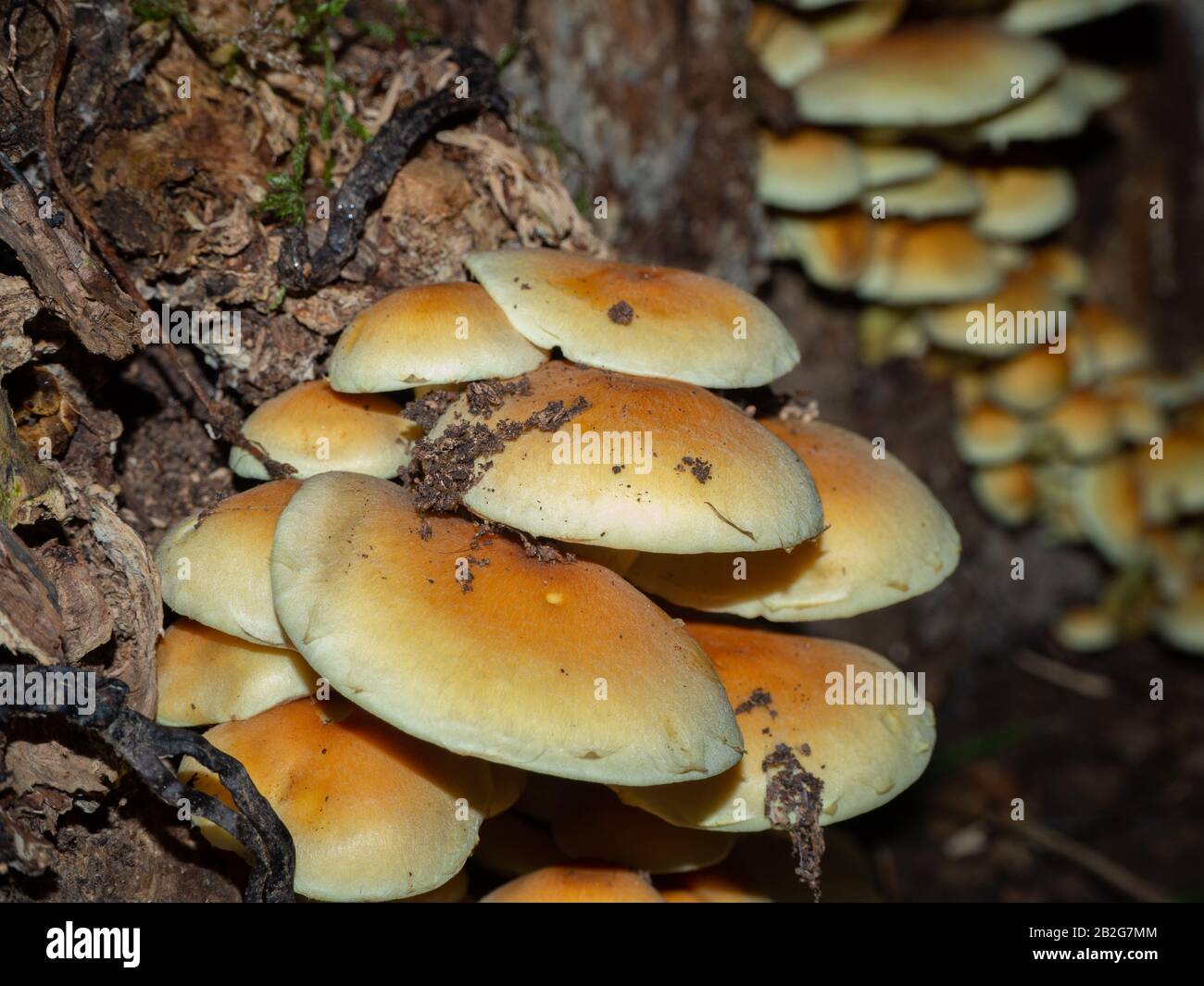 Gruppo di armillaria su un vecchio ceppo di legno Foto Stock