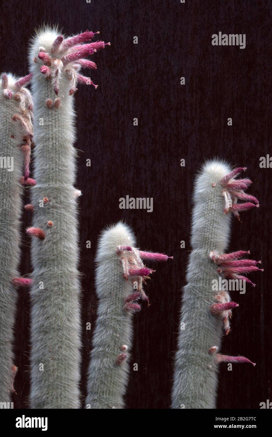 Sydney Australia, alta torcia d'argento cactus gambi con fiori Foto Stock