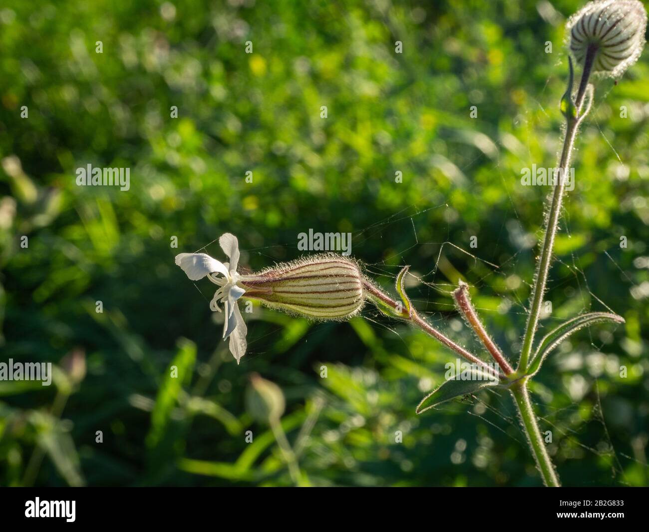 Primo piano di un campion bianco in fiore Foto Stock