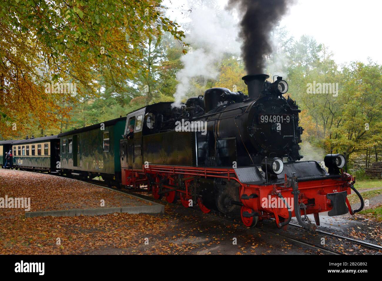 Rasender Roland, Granitzer Wald, Ruegen, Meclenburgo-Pomerania Occidentale, Germania Foto Stock