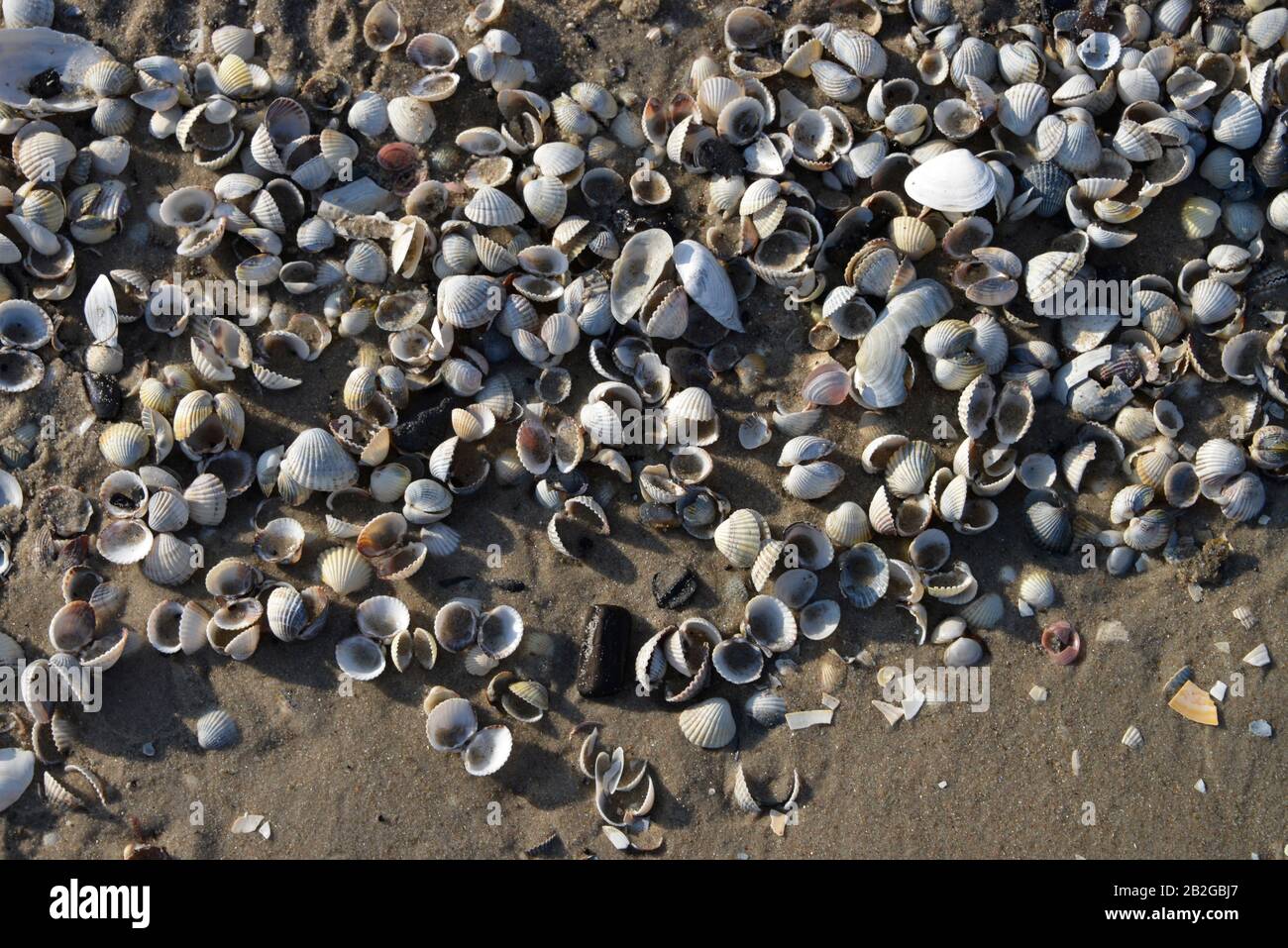 Muscheln, Strand, Ruegen, Mecklenburg-Vorpommern, Deutschland Foto Stock