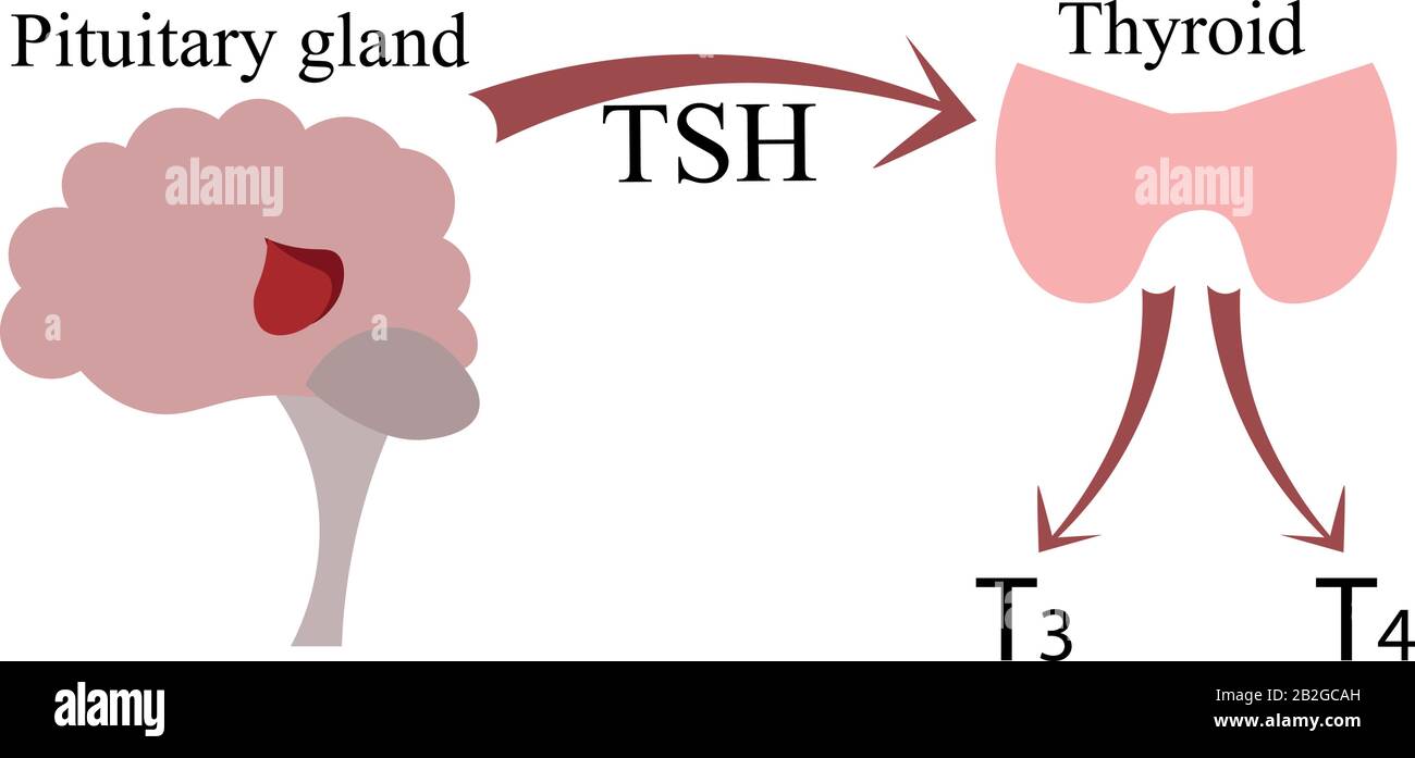 Il collegamento della ghiandola pituitaria e della ghiandola tiroide. Poster Endocrinology, schema. Ormoni e nervi. Illustrazione Vettoriale