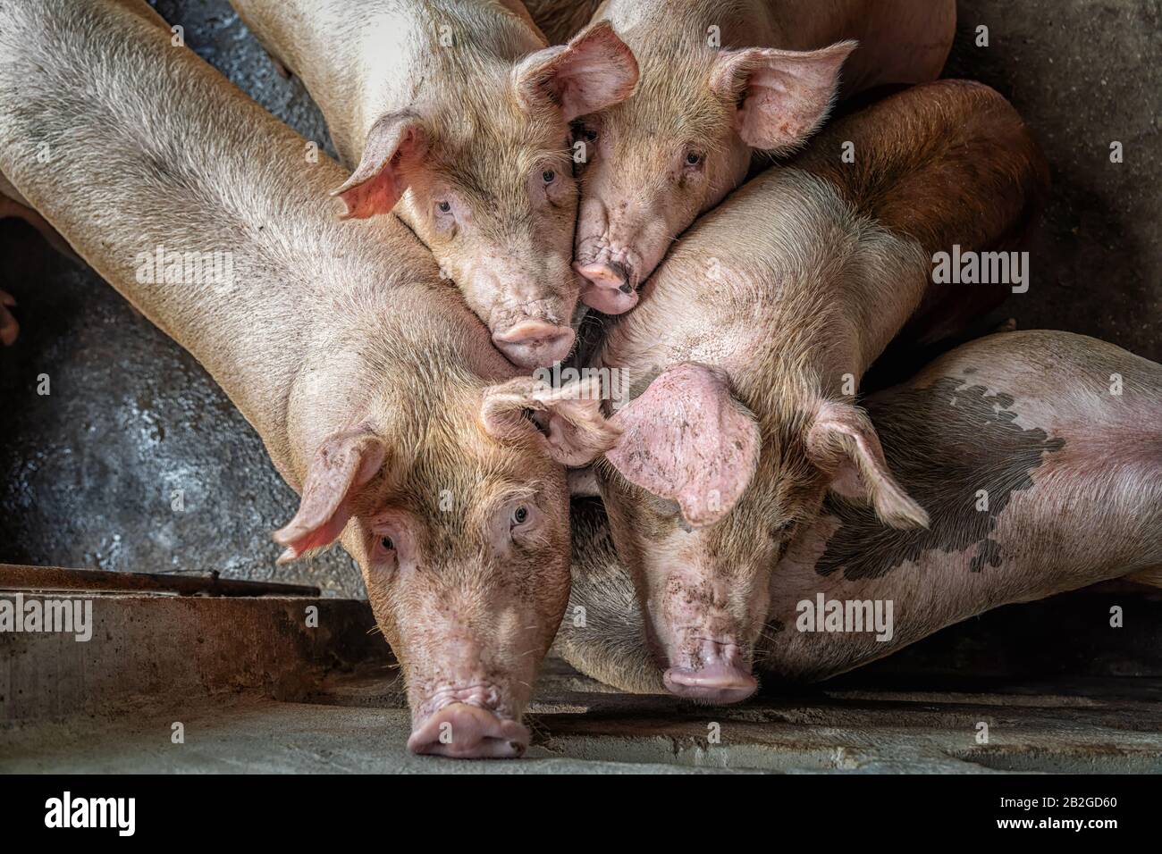 Suini giovani in allevamenti di porci, industria di Pig Foto Stock