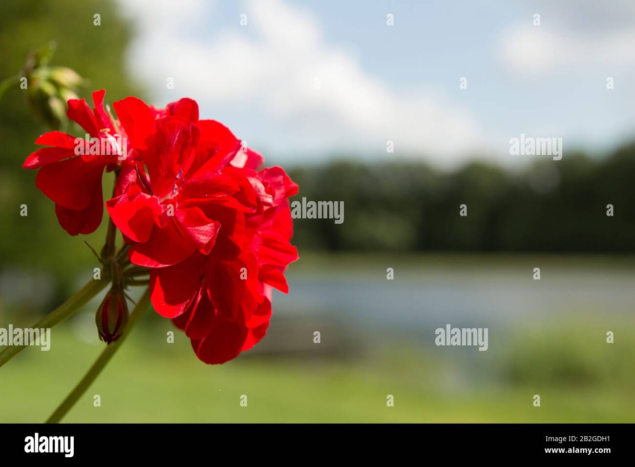 Grande fiore rosso con lago e cielo blu come sfondo Foto Stock