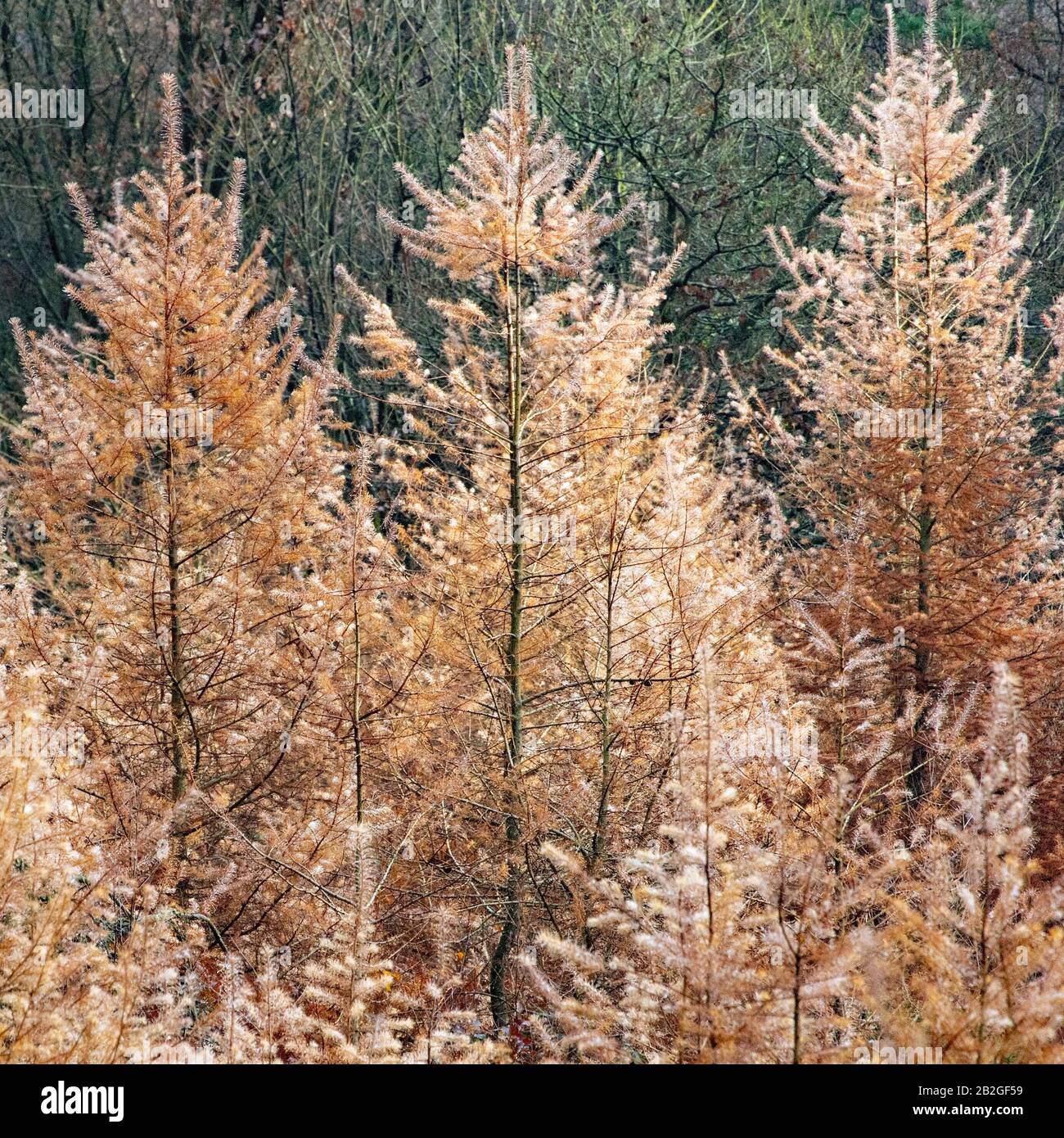 Primo piano di Larice alberi, un albero di conifere nella foresta di Cannock Chase. Il nome latino è Larix occidentalis che mostra un meraviglioso fogliame dorato in Aut Foto Stock
