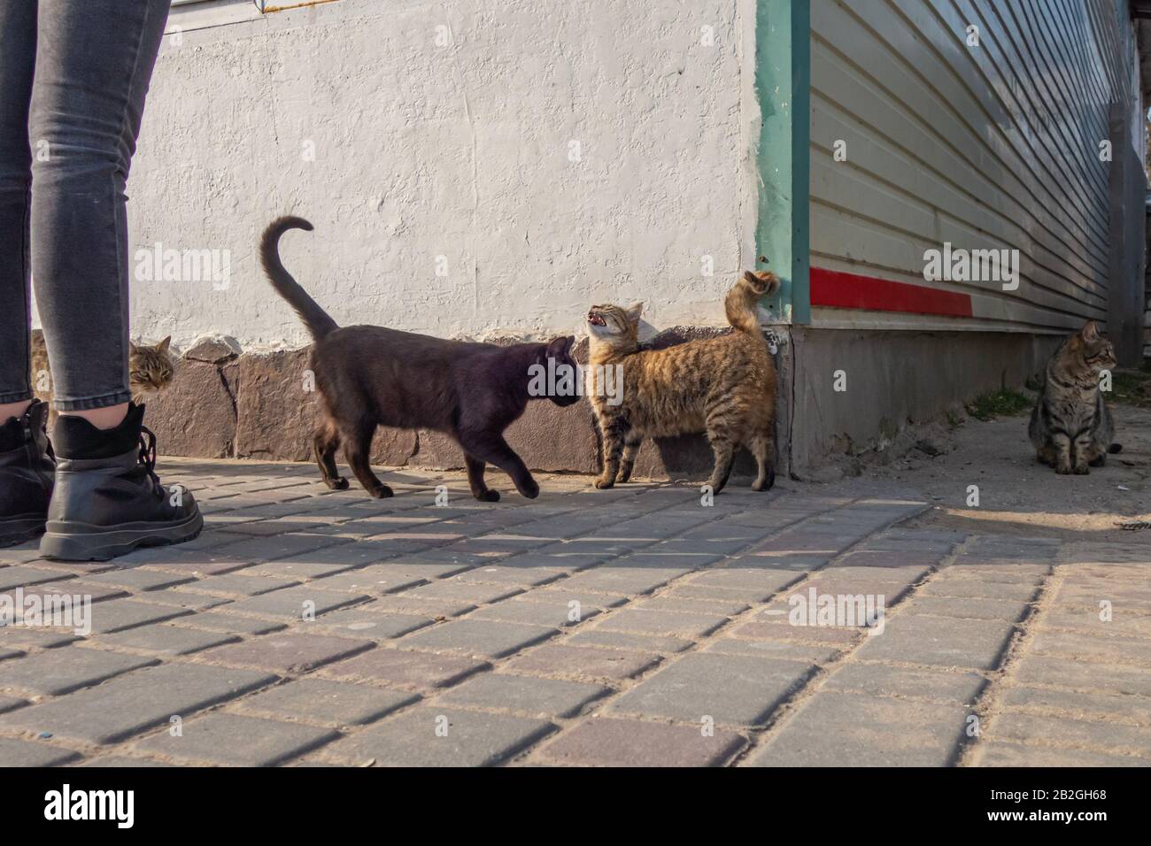 Gatti senzatetto tra le persone in riva al mare. Casa per gatti Foto Stock