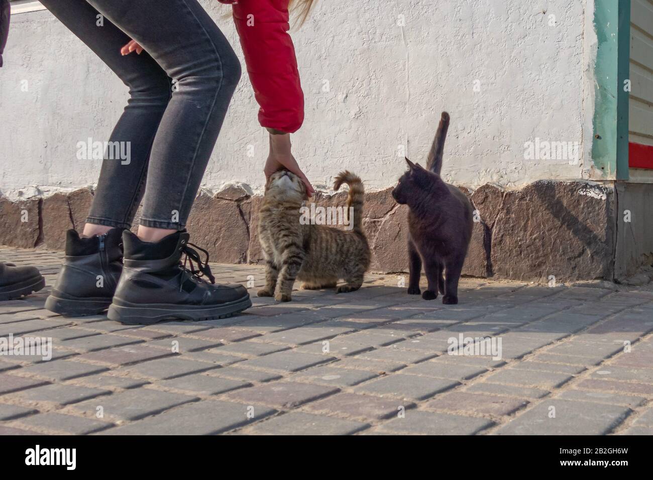 Gatti senzatetto tra le persone in riva al mare. Casa per gatti Foto Stock