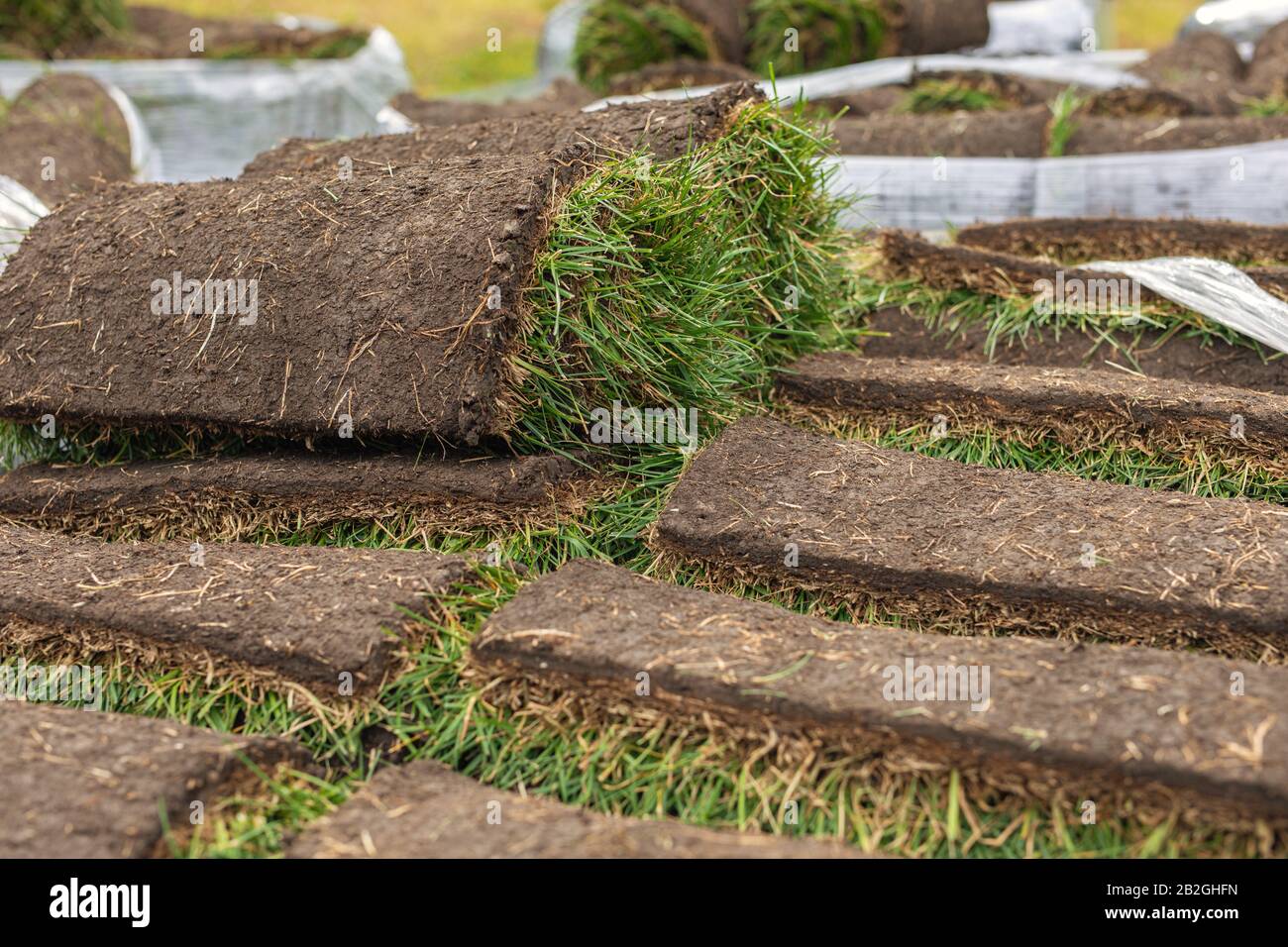 Turf rotolo di erba, erba verde tappeto in rotolo per prato. Pila di tappeto erboso rotoli di erba per la sistemazione paesaggistica. Foto Stock