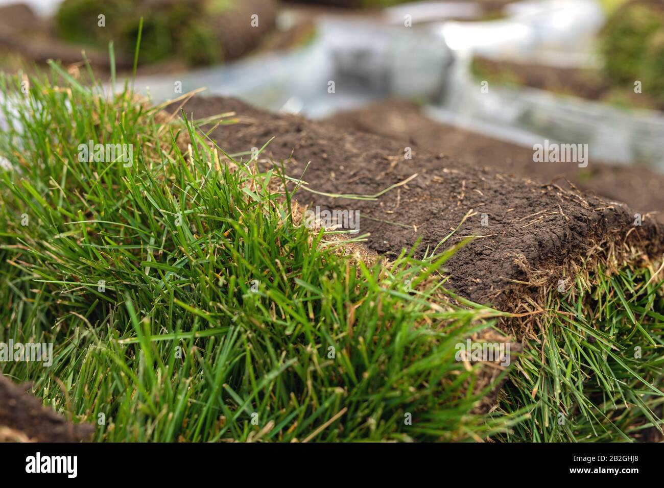 Turf rotolo di erba, erba verde tappeto in rotolo per prato. Pila di tappeto erboso rotoli di erba per la sistemazione paesaggistica. Foto Stock