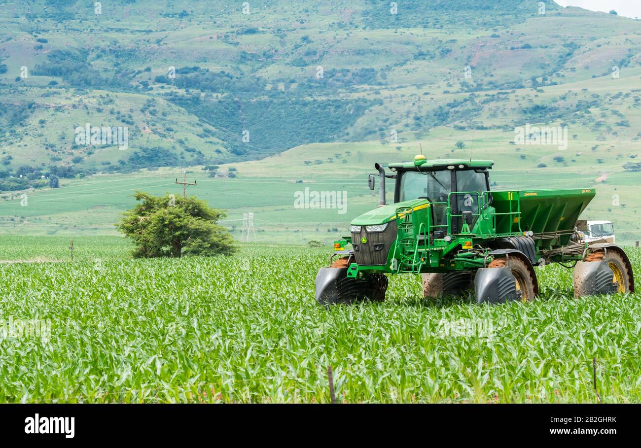 Agricoltura o veicolo agricolo che spruzzano insetticida o veleno su mais, mais o mielie raccolti in una fattoria in Sud Africa Foto Stock