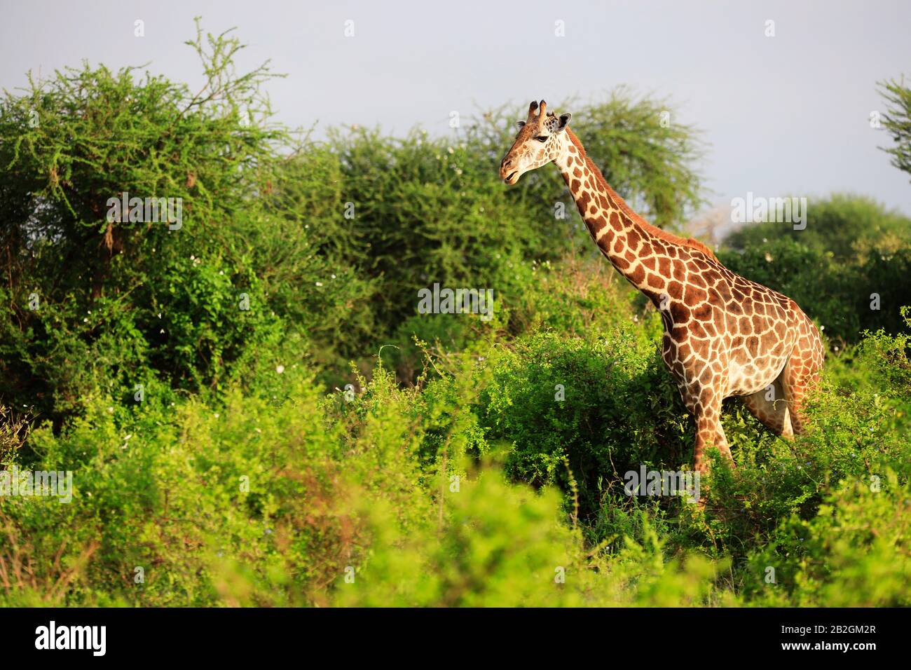Massai-Giraffe Nel Parco Nazionale Tsavo Est, Kenya, Africa Foto Stock