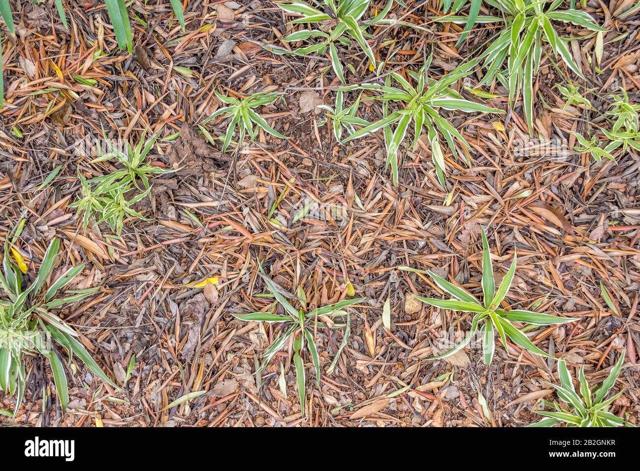 Nuove piante verdi che crescono in una toppa di terra coperta in foglie morte e secche immagine con spazio di copia per l'uso di fondo Foto Stock