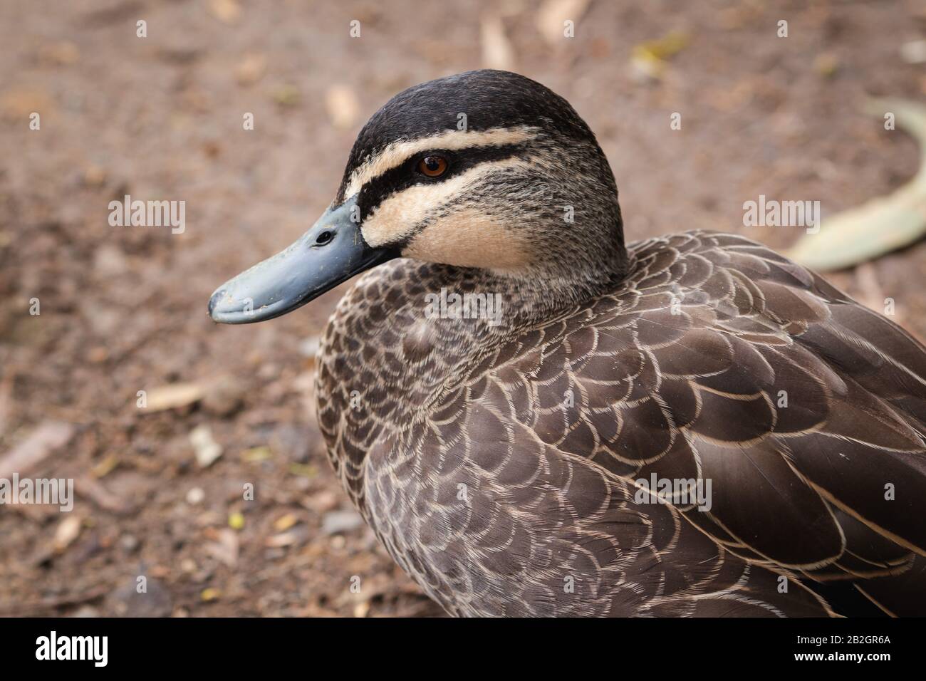 Bella Mallard nel fiume Kennett Foto Stock