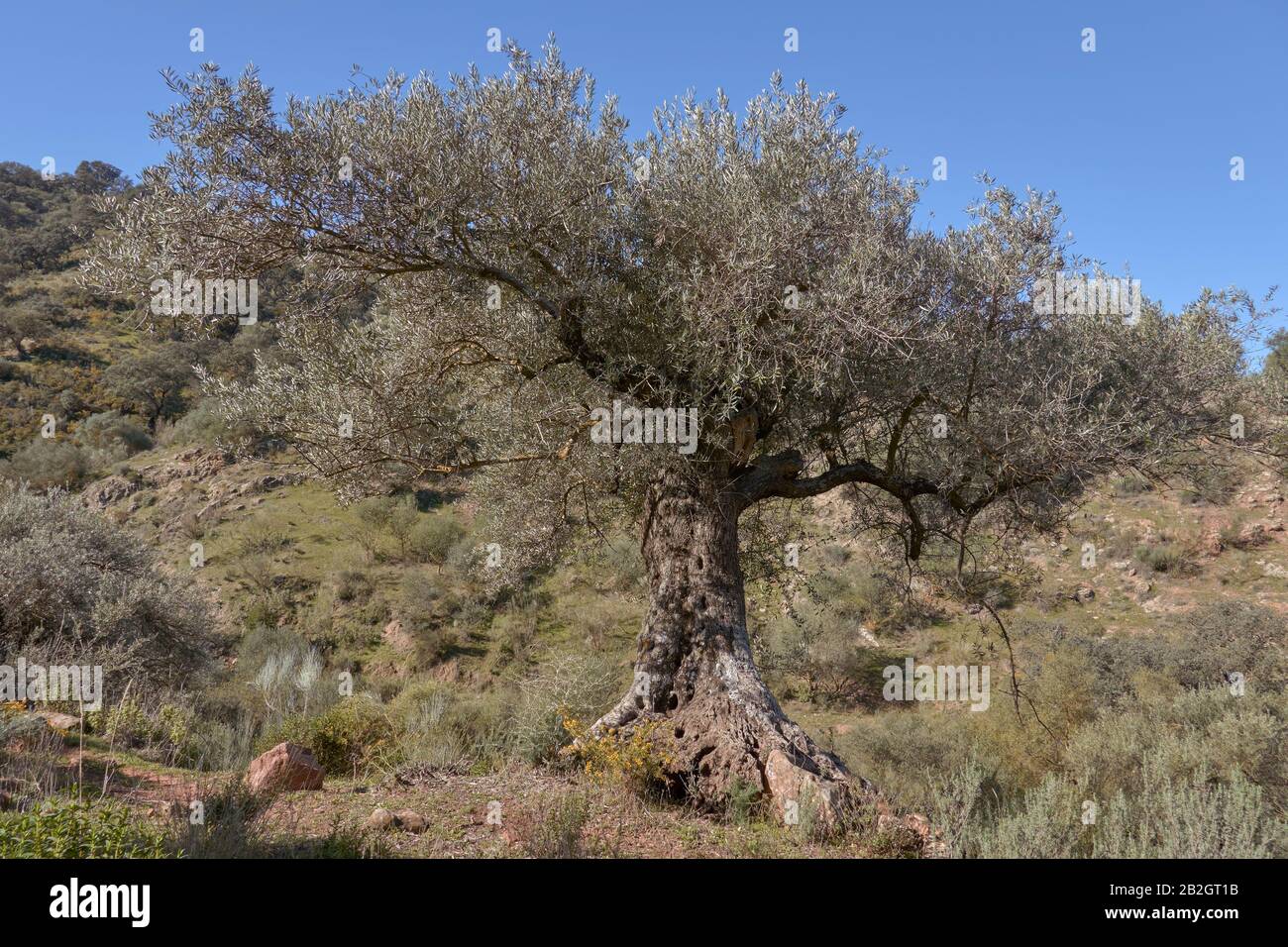 Centennial olive Tree a Casabermeja, Malaga. Spagna Foto Stock