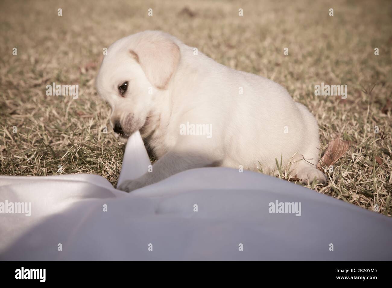 Il cucciolo di labrador piccolo sta giocando / Beige Purebred il cane neonato sta giocando nel cortile Foto Stock