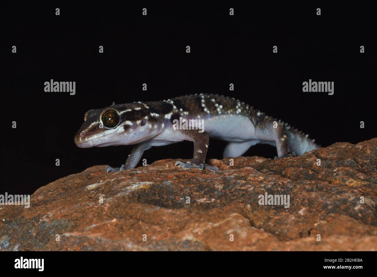 Gecko indiano in habitat naturale Foto Stock