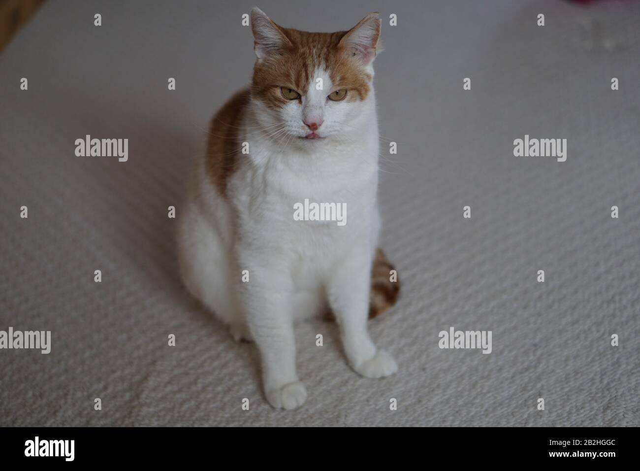 White & Ginger Cat Foto Stock