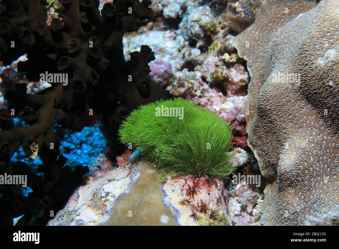 Alghe verdi (Chlorodesmis hildebrandtii) sott'acqua nella barriera corallina tropicale Foto Stock