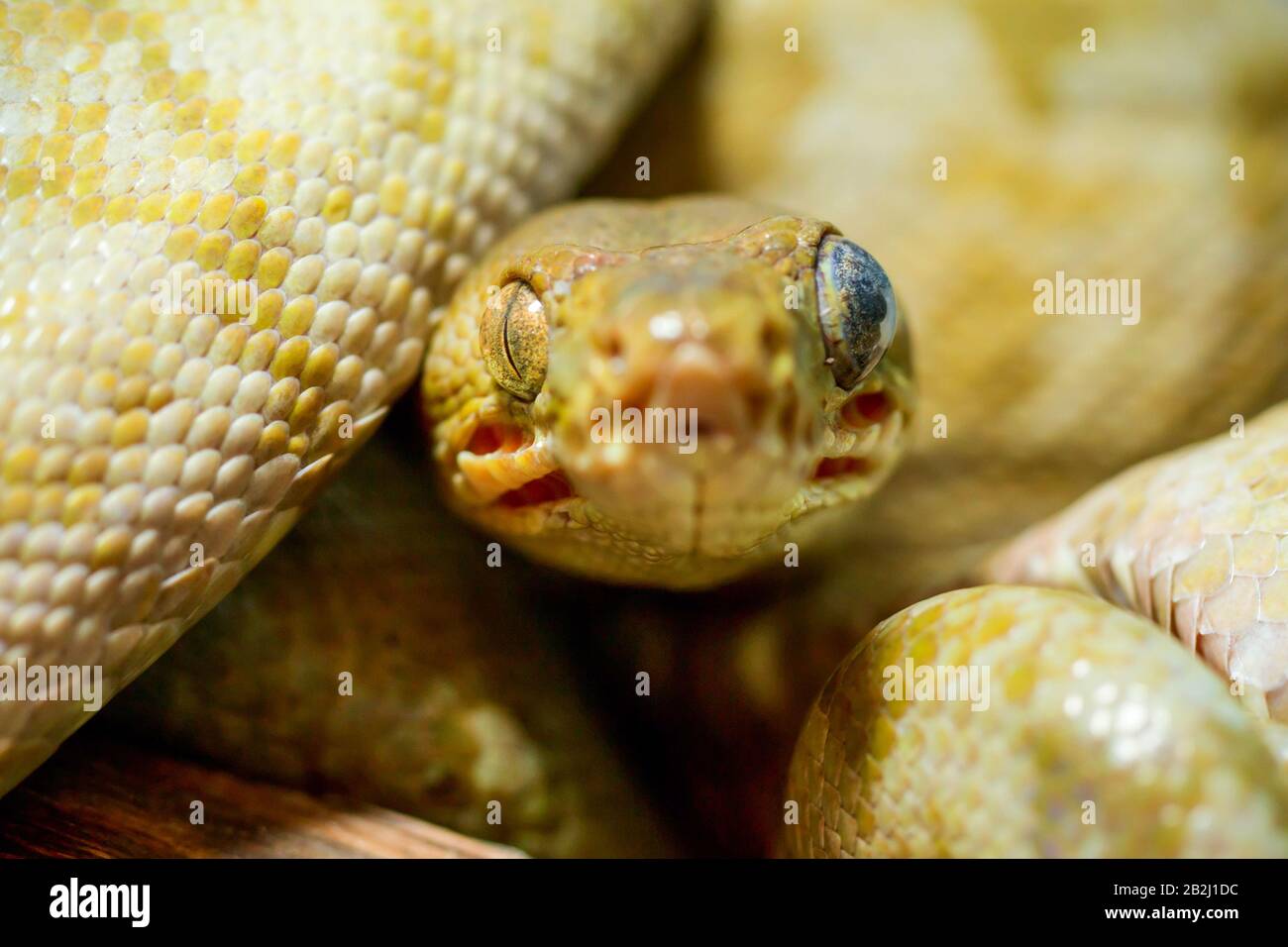 Corallus Hortulanus Amazon Tree Boa Shot dal livello degli occhi nella giungla ecuadoriana molto da vicino Foto Stock