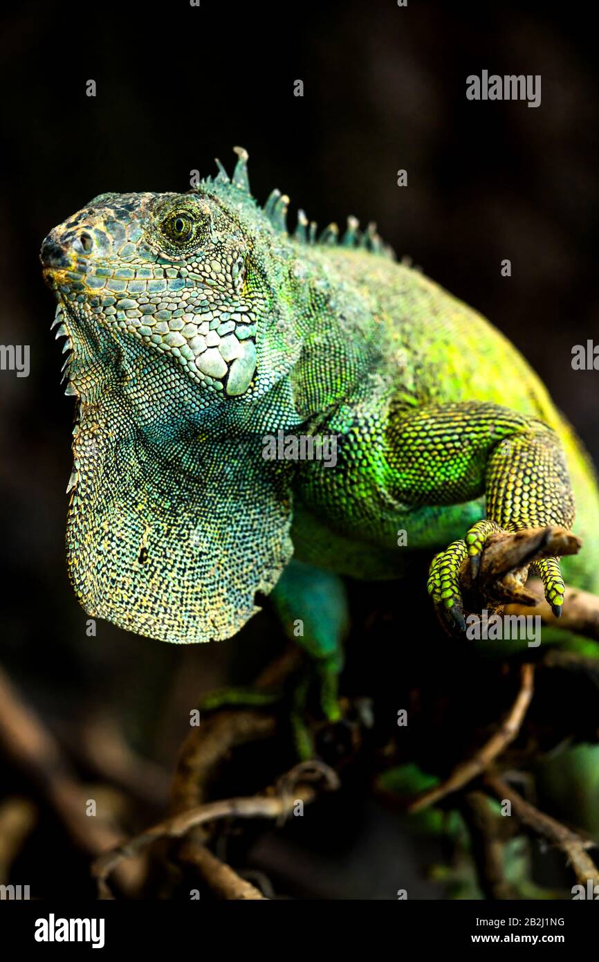Maschio adulto Iguana lucertola in posa Foto Stock