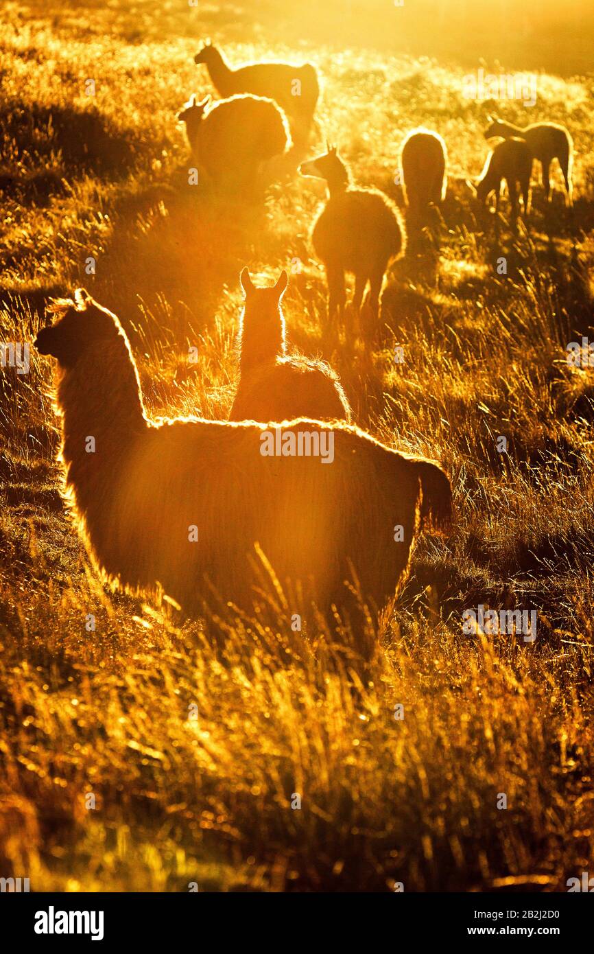 Sentito Di Lamas In Ande Ecuadoriane Contre Jour Leggermente Ritoccato In Ps Per Un Impatto Più Visivo Convertito Da Raw Foto Stock