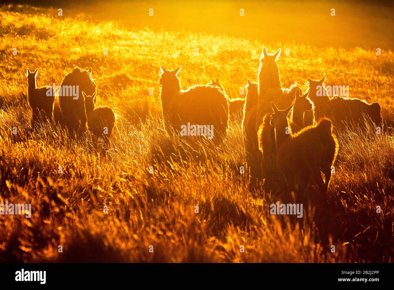 Sentito Di Lamas In Ande Ecuadoriane Contre Jour Leggermente Ritoccato In Ps Per Più Visual Strike Convertito Da Raw Foto Stock