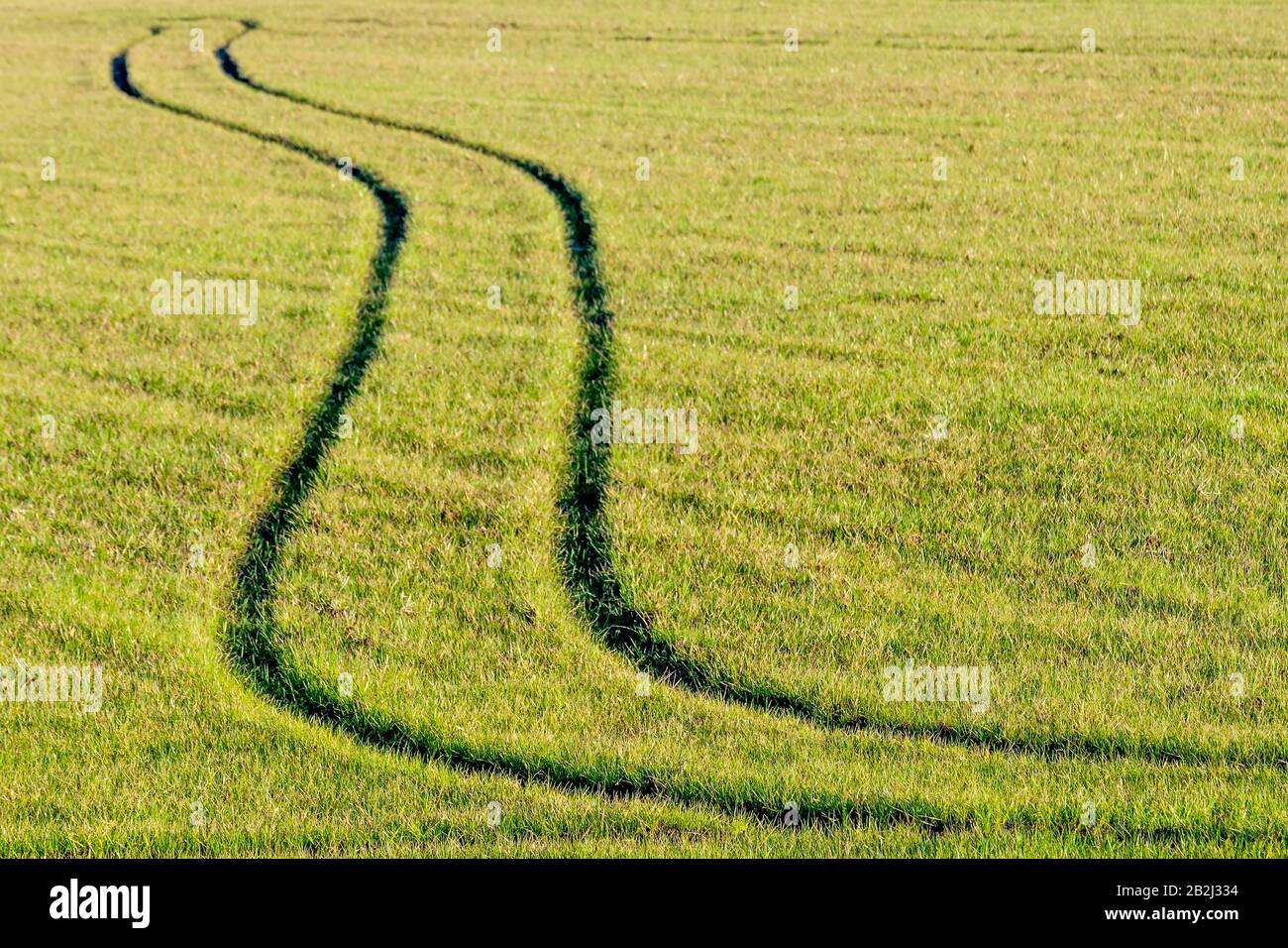 Due solchi profondi attraversano un campo coltivato verde coperto da erba in campagna Foto Stock