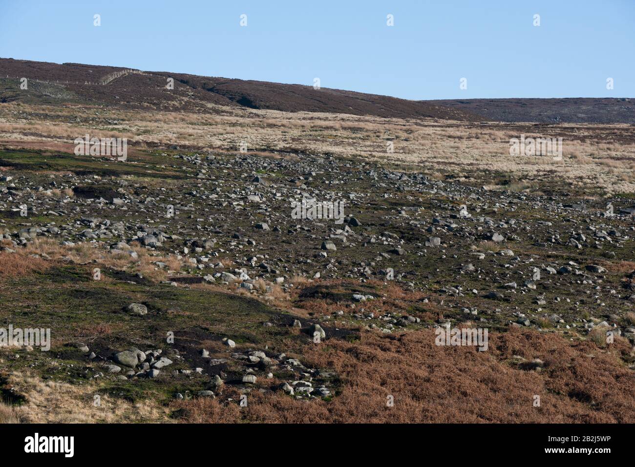 Recupero della vegetazione su Arnfield Moor 18 mesi dopo un incendio di brughiera, Peak District National Park, Inghilterra Foto Stock