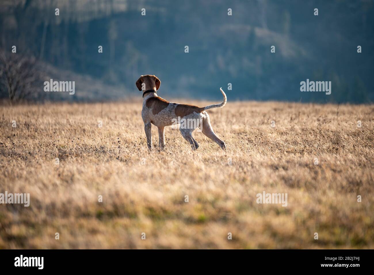 cucciolo di cane europeo da slitta grande per la corsa Foto Stock