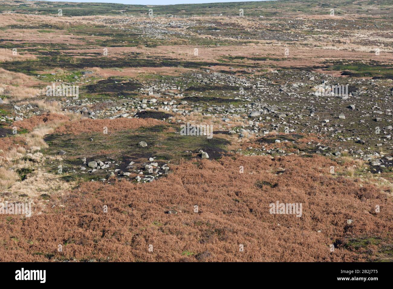 Recupero della vegetazione su Arnfield Moor 18 mesi dopo un incendio di brughiera, Peak District National Park, Inghilterra Foto Stock