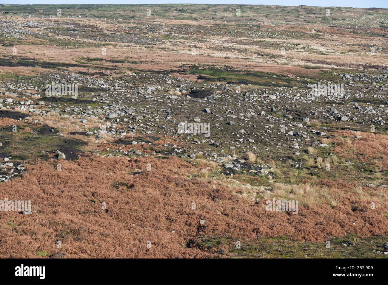 Recupero della vegetazione su Arnfield Moor 18 mesi dopo un incendio di brughiera, Peak District National Park, Inghilterra Foto Stock
