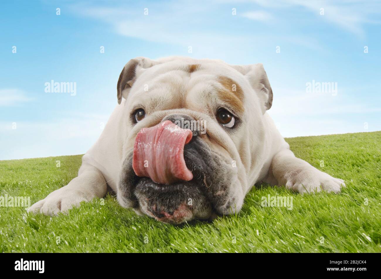 Bulldog sdraiato sul naso leccato da vicino Foto Stock