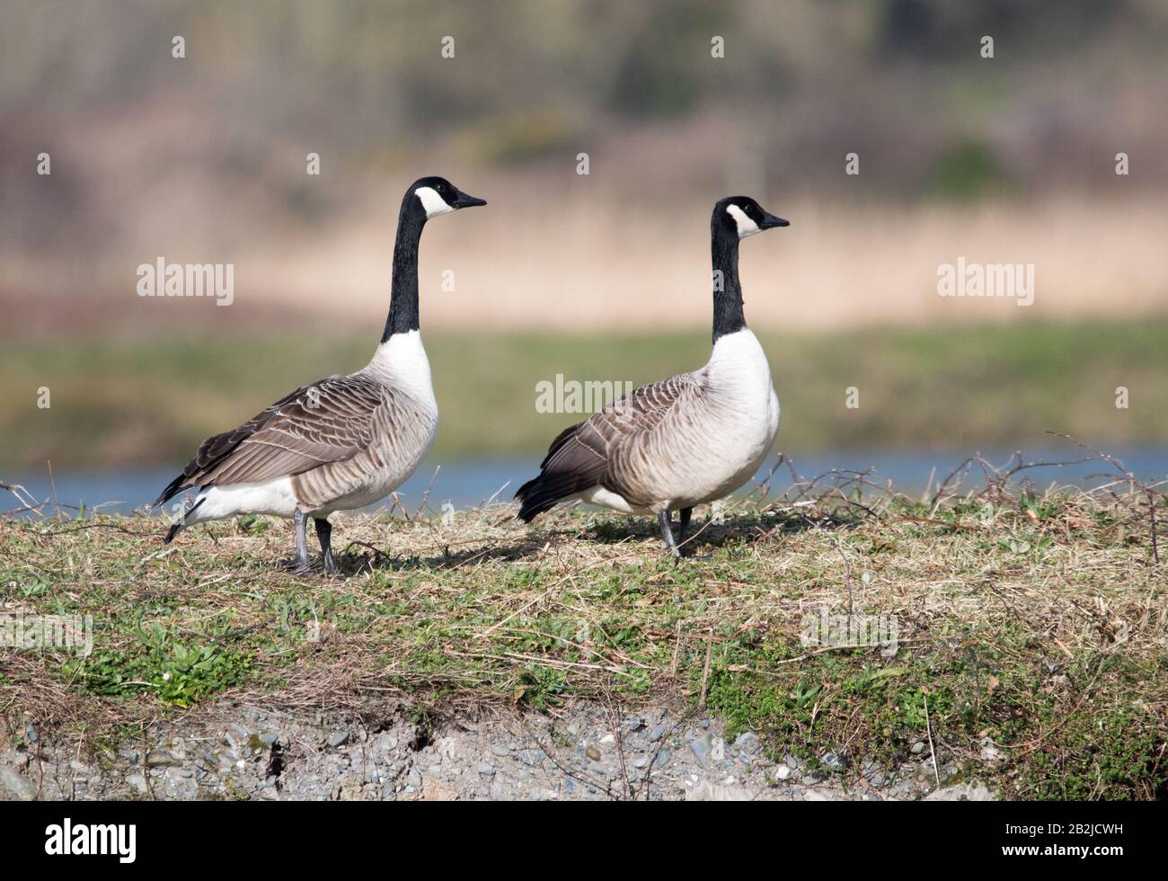 Coppia di Oche del Canada (Branta canadensis) Foto Stock