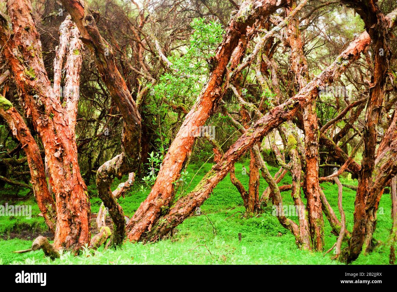 Un fitto gruppo di alberi storti e contorti con corteccia scacciata rossastro-bruno domina il primo piano, crescendo a varie angolazioni e interlacciandosi l'uno con l'altro. Gli alberi sono coperti da macchie di Foto Stock