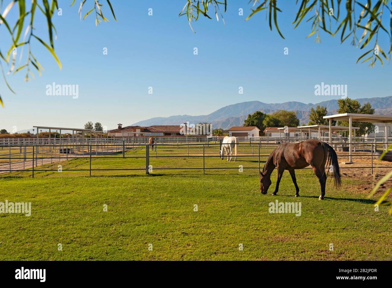 Cavalli al pascolo in ranch privato Foto Stock