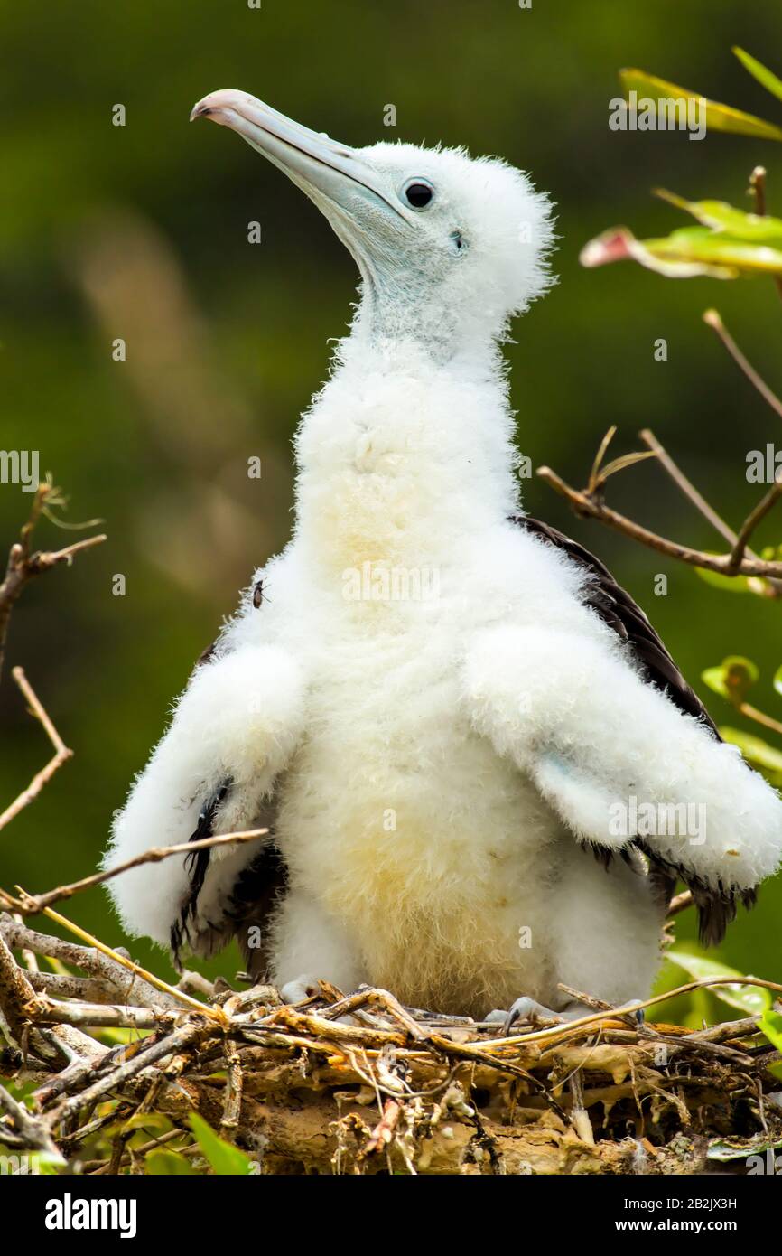 Frigate Bird Pup circa 1 mese fa nel suo nido Foto Stock