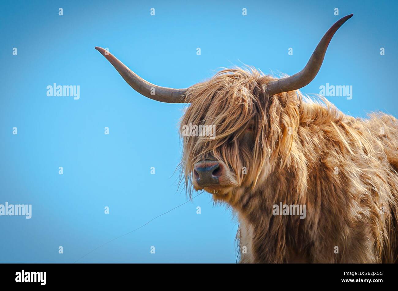 Highlander mucca vicino con i capelli mossi dal vento, Scozia Foto Stock