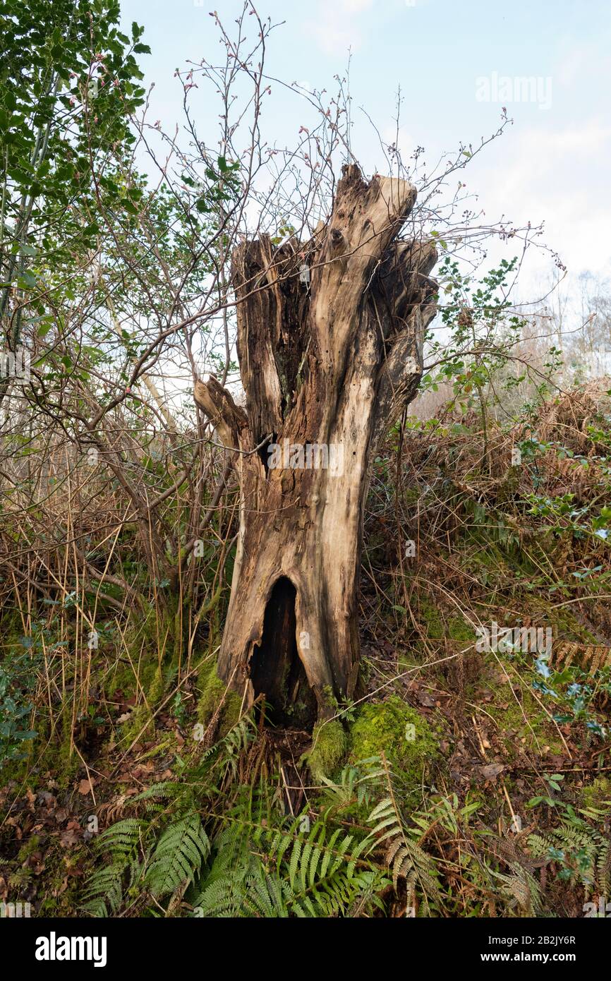 Tronco d'albero - vecchio, morto vuoto e decadente albero in piedi chiamato un snag - Scozia, Regno Unito Foto Stock
