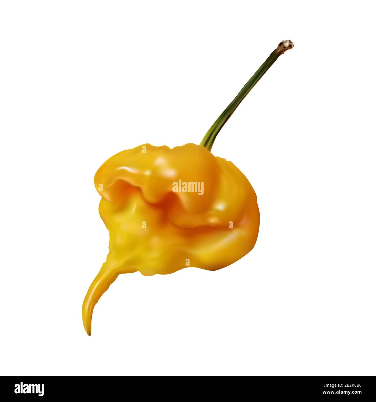 Capsicum chinense frutta, capsicum caldo con gusto bruciante. Pepe giallo caldo tropicale da vicino su sfondo bianco. Illustrazione Vettoriale