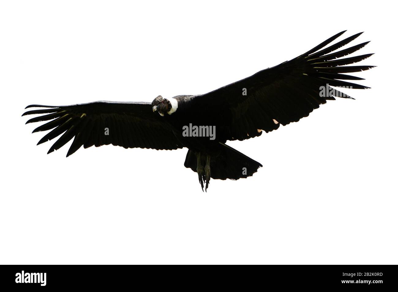 Male Andino Condor In Volo Shot In Highlands Of Ecuador Ande Montagne Contro Una Nuvola Bianca Foto Stock