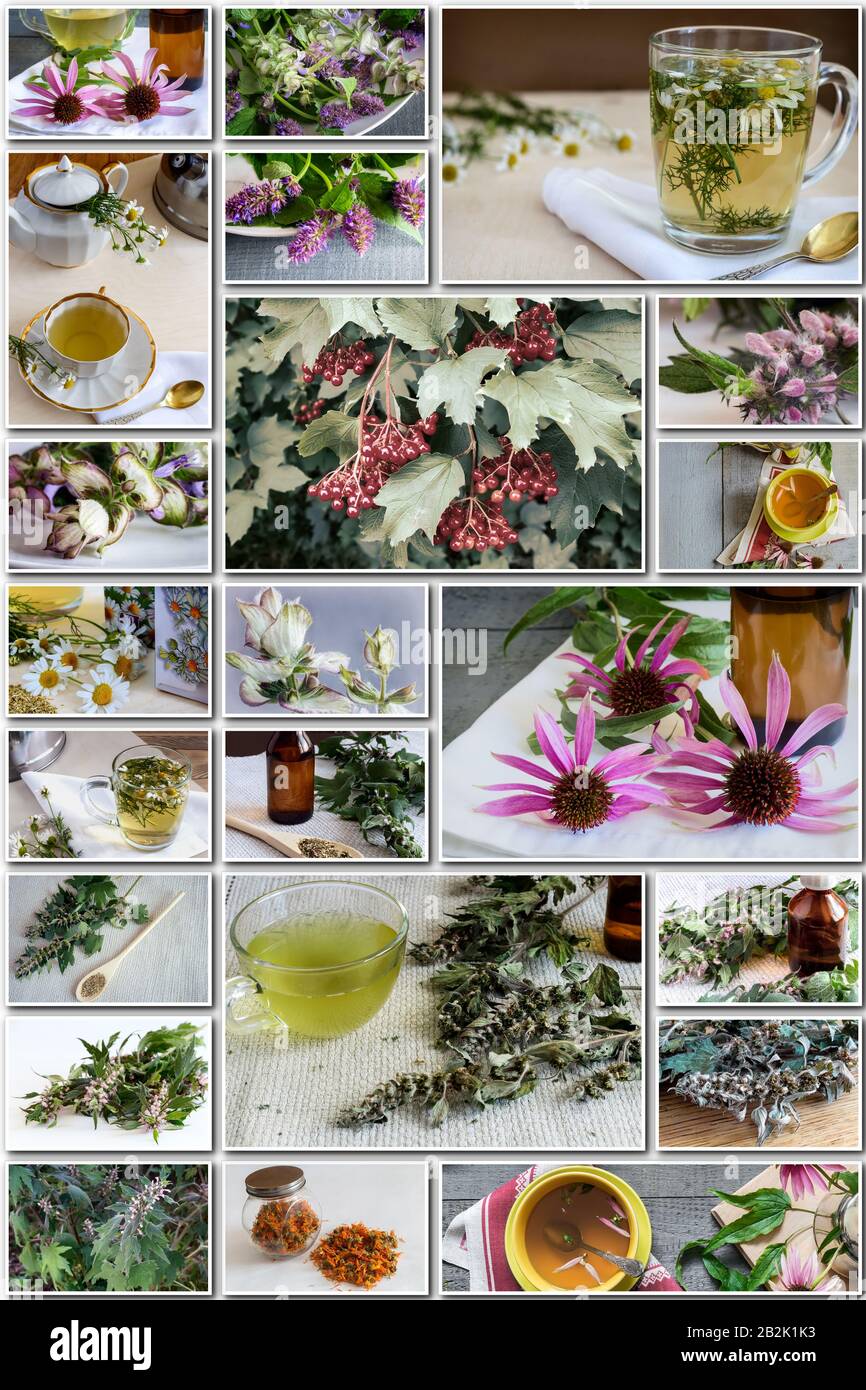 Collage di foto di varie piante medicinali. Foto Stock