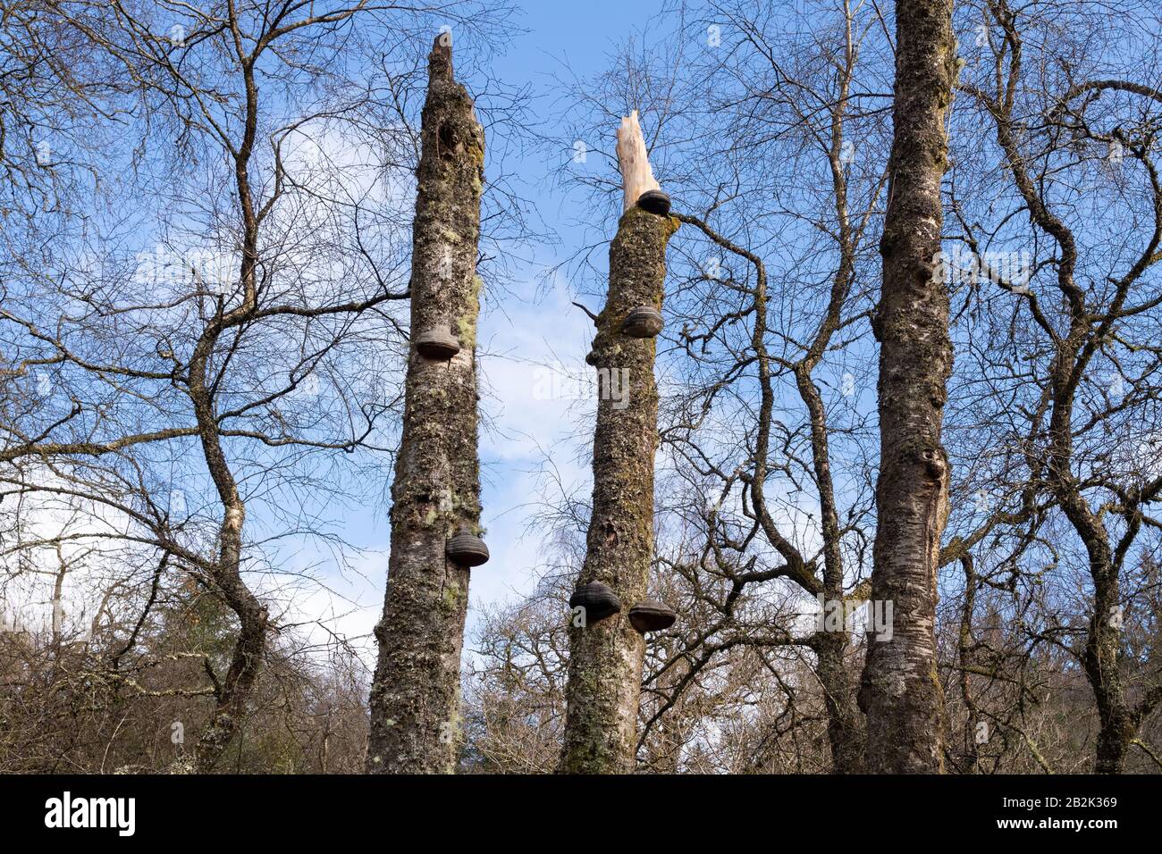 Hoof fungo - fomentarius di fomes - su alberi morti di betulla d'argento, Scozia, Regno Unito Foto Stock
