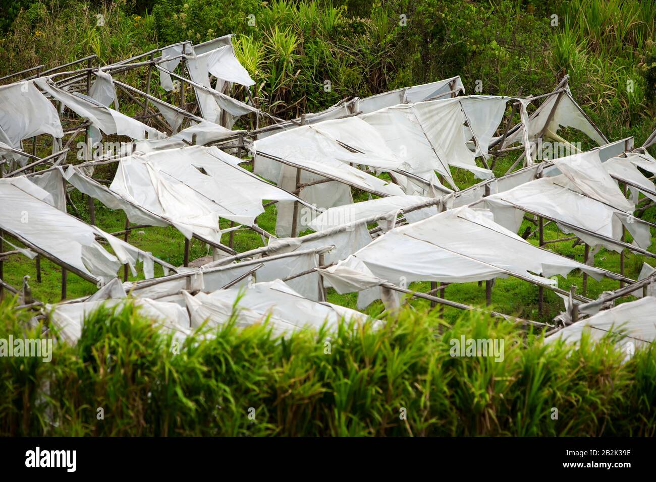 Tempesta gli effetti su una serra di plastica Foto Stock