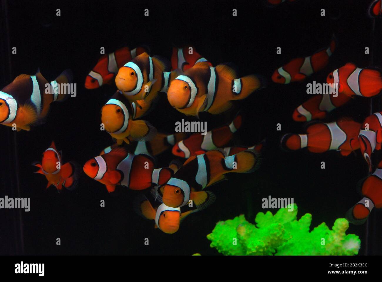 Giovani pesci pagliaccio (Amphiprion ocellaris) allevati in acquario Foto Stock