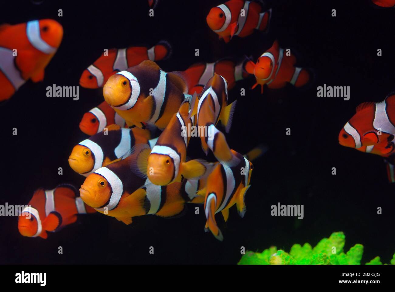 Giovani pesci pagliaccio (Amphiprion ocellaris) allevati in acquario Foto Stock