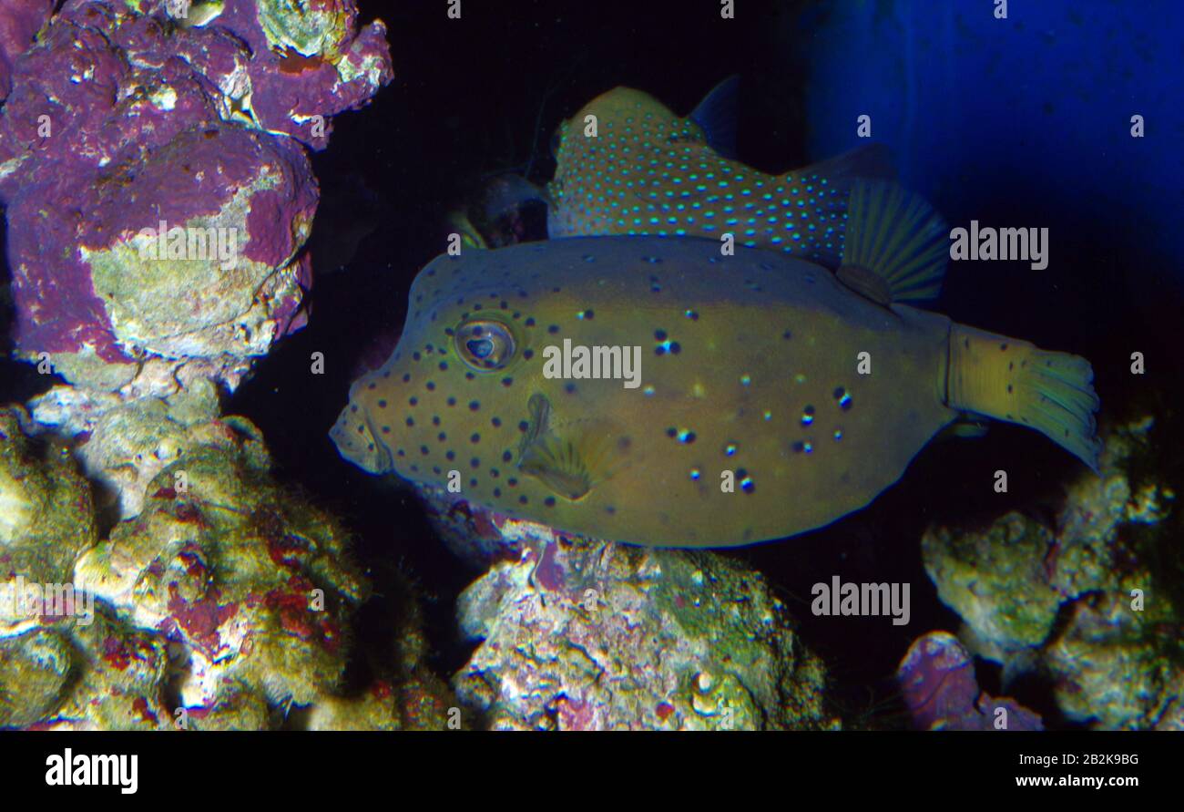 Bluetail trunkfish, Ostracion cyanurus Foto Stock