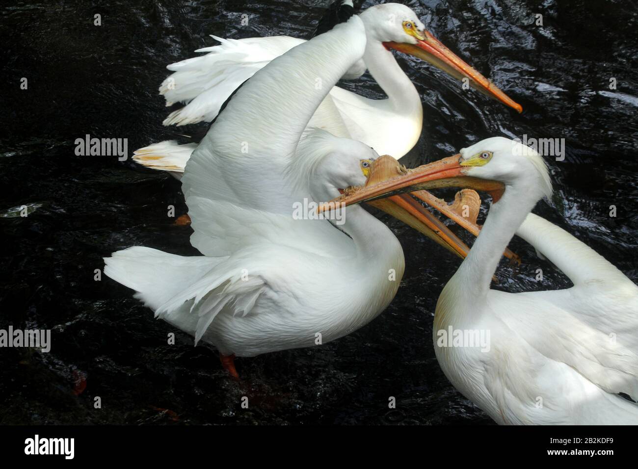 Pellicani bianchi americani sullo stagno in Florida, Stati Uniti Foto Stock